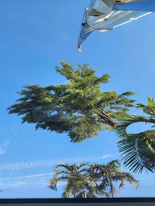 Crane hook lowering a cut palm frond section against a clear blue Darwin sky