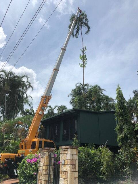 Tall palm tree being dismantled by crane next to a Top End home