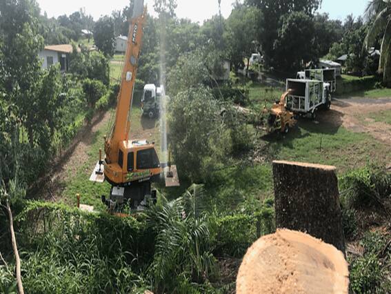 Freshly cut tree stump in the foreground with crane tree removal underway behind