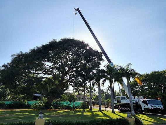Crane boom extended over a large shade tree during pruning at a Darwin property