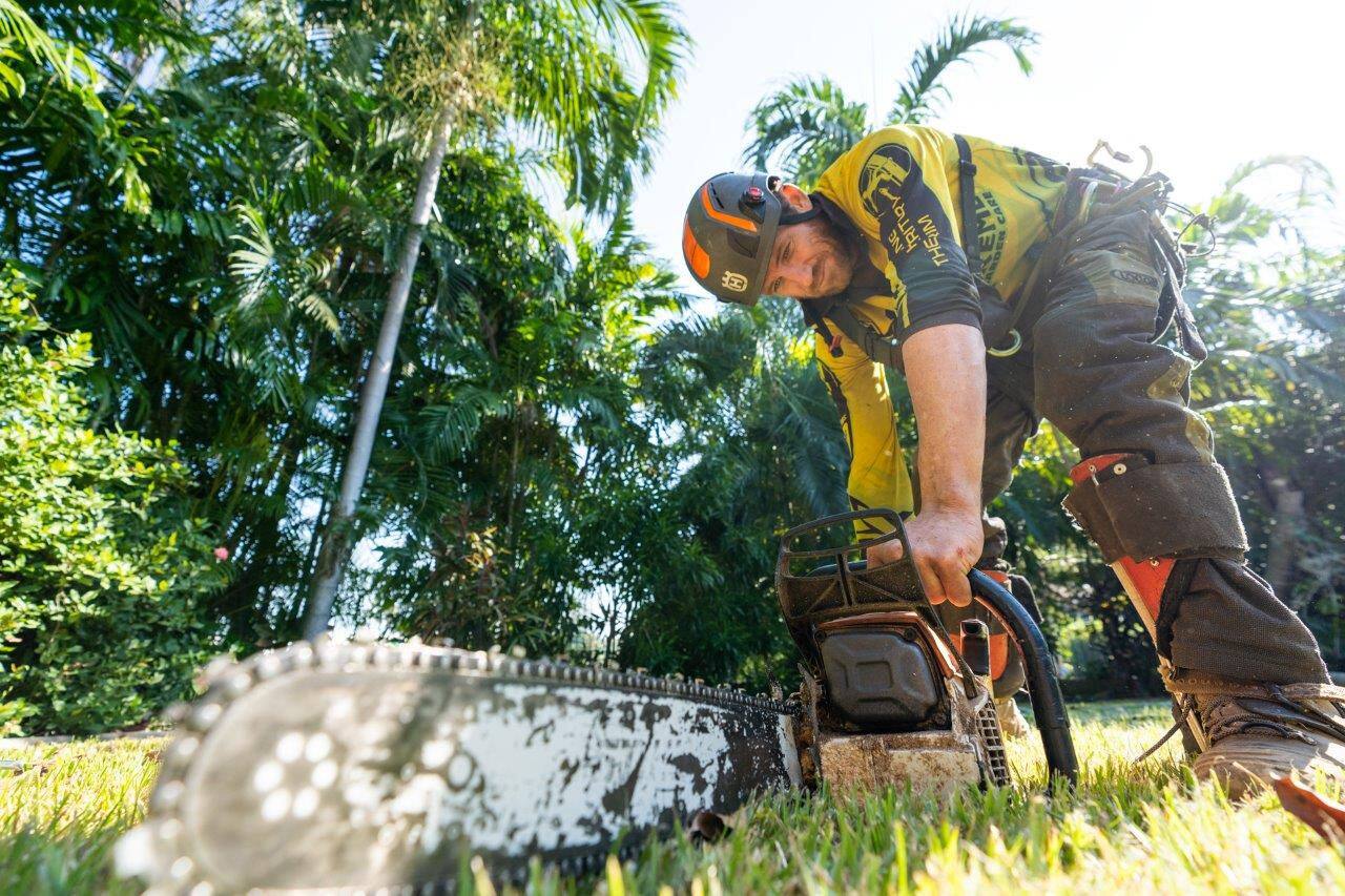Arborist removing a tall palm tree in a Darwin backyard
